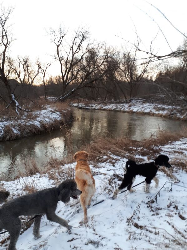 Dog Walking in Richmond Hill, Vaughan, Thornhill, Maple