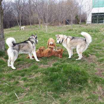 Dog Walking in Richmond Hill, Vaughan, Thornhill, Maple